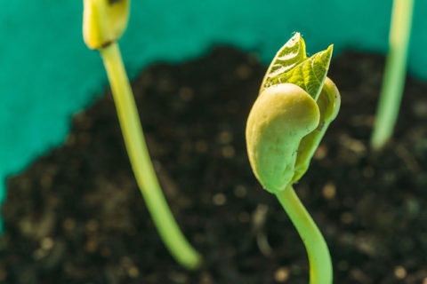 bean sprouting and growing in soil