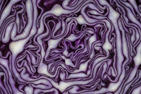 red cabbage cutaway detail photo