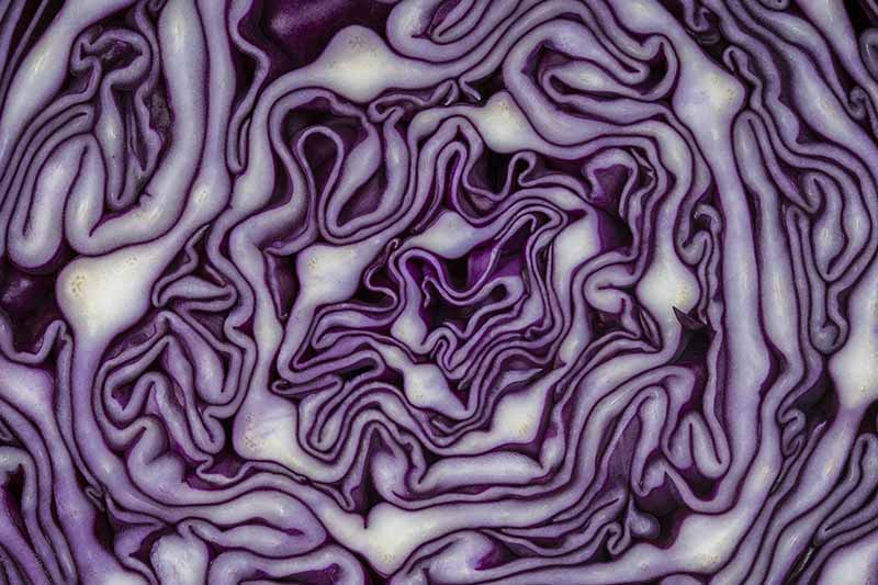 red cabbage science experiment