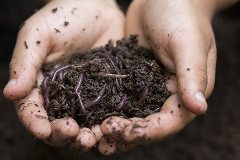 child's hands holding worms