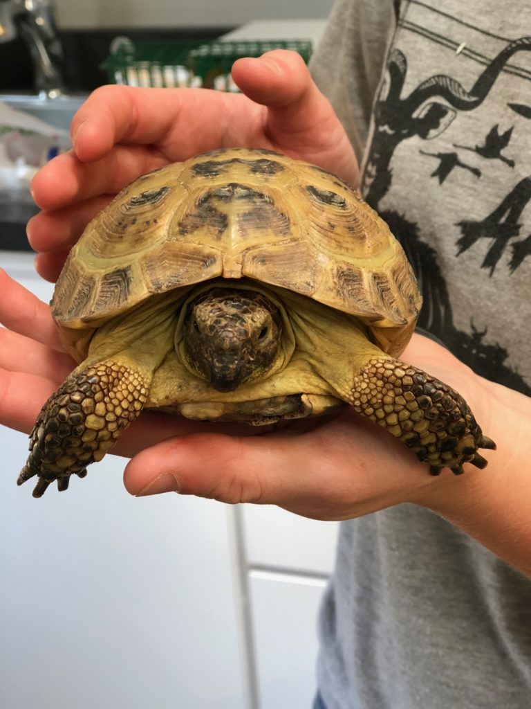 tortuga sostenida en las manos