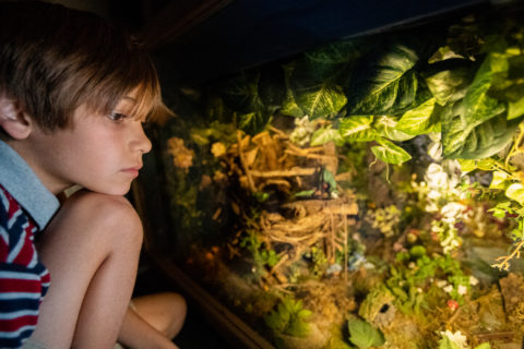 a child experiencing fairy world, a fun diorama located under the spiral staircase at the CMOSC