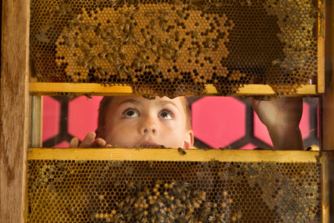 child experiencing the bee exhibit at the children's museum of sonoma county