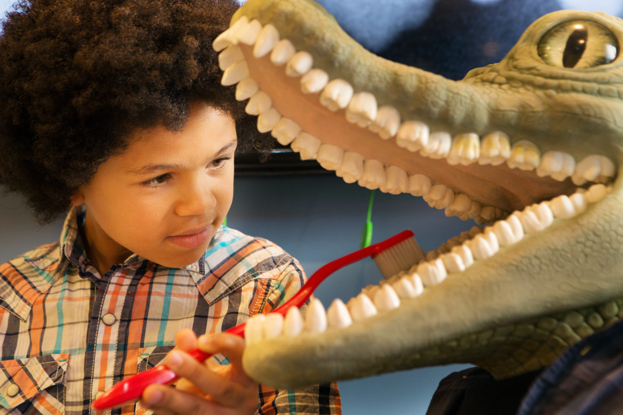 young child brushing the teeth of a plastic resin alligator to learn about dentistry