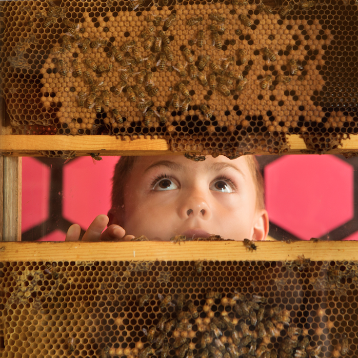 boy happily looking at a beehive observation display at the children's museum of sonoma coutny