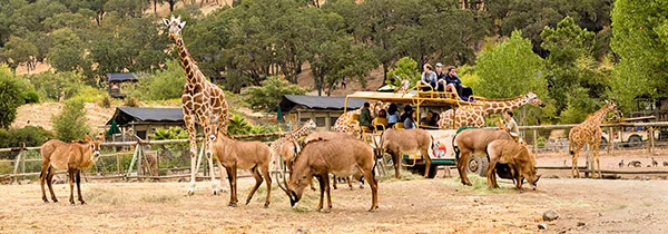 un grupo de personas en una visita guiada en Safari West en Santa Rosa, CA