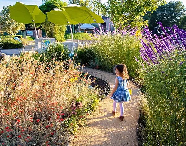 Un niño pequeño pasea felizmente por el Jardín de María, rodeado de flores en flor, en el Museo de los Niños del Condado de Sonoma.