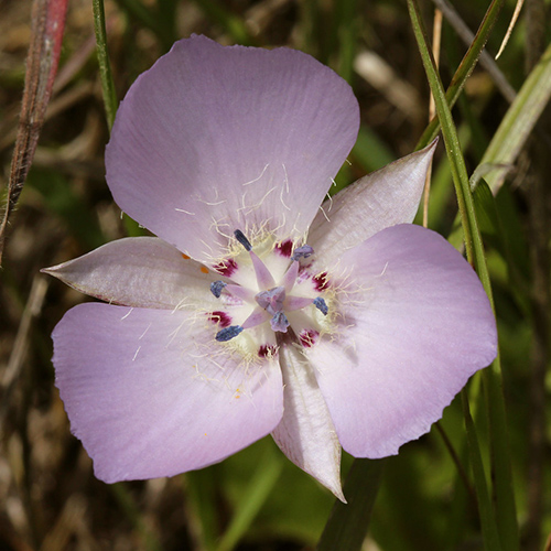 Primer plano de un lirio mariposa de California de color púrpura