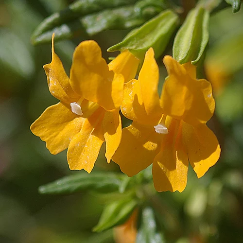 Flor de mono amarillo de California