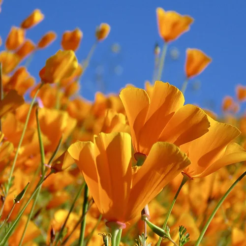 Orange California Poppies