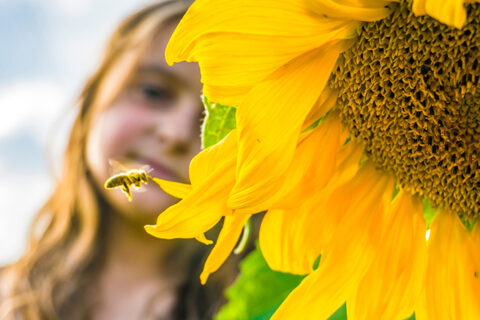 A young child standing in a sunflower field admiring a bumble bee collecting pollen from a flower