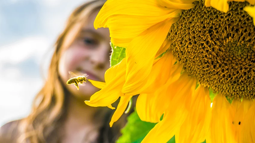 A young child standing in a sunflower field admiring a bumble bee collecting pollen from a flower
