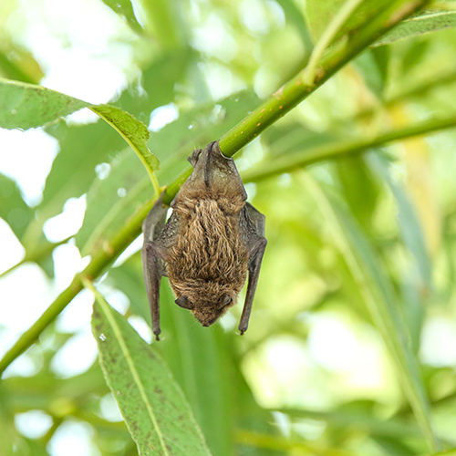 un murciélago marrón de California colgado en un árbol