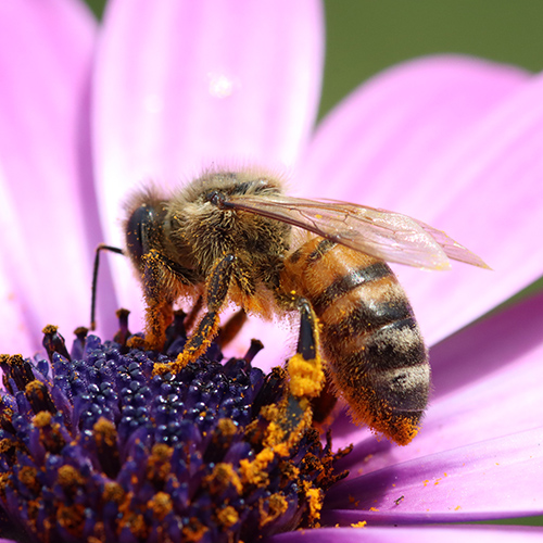 A bumblebee in a purple flower covered in yellow pollen