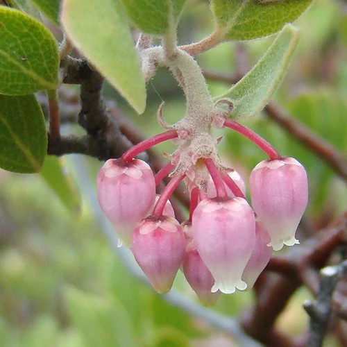 Flor de manzanita de California