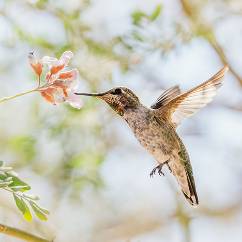 un colibrí comiendo de una flor rosa mientras vuela