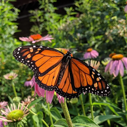 Una mariposa monarca en una flor rosa