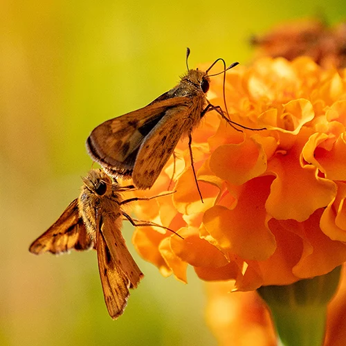 dos pequeñas polillas en una flor naranja