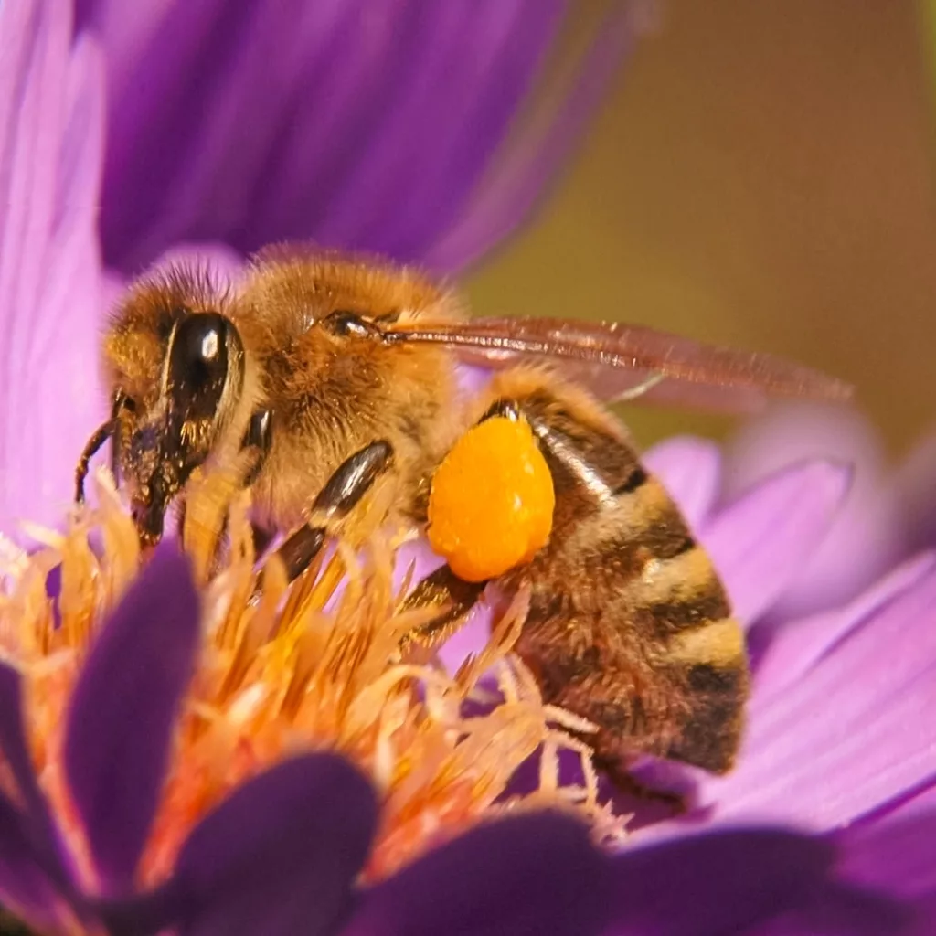 Primer plano de un abejorro cubierto de polen en medio de una flor en el Jardín de Mary del Museo Infantil del Condado de Sonoma.