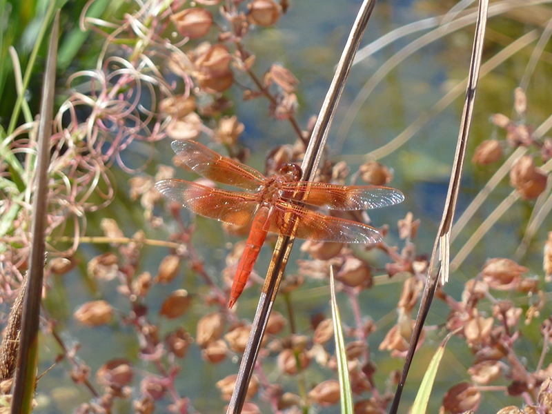 a close up of a dragonfly in Mary's Garden at the Children's Museum of Sonoma County