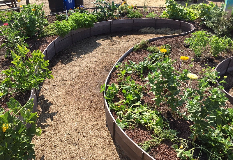 The raised vegetable beds with thriving edible plants growing in Mary's Garden at the Children's Museum of Sonoma County