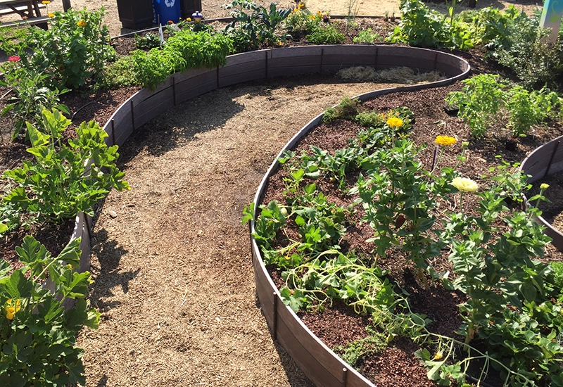 Los huertos elevados con prósperas plantas comestibles que crecen en el Jardín de Mary en el Museo Infantil del Condado de Sonoma.