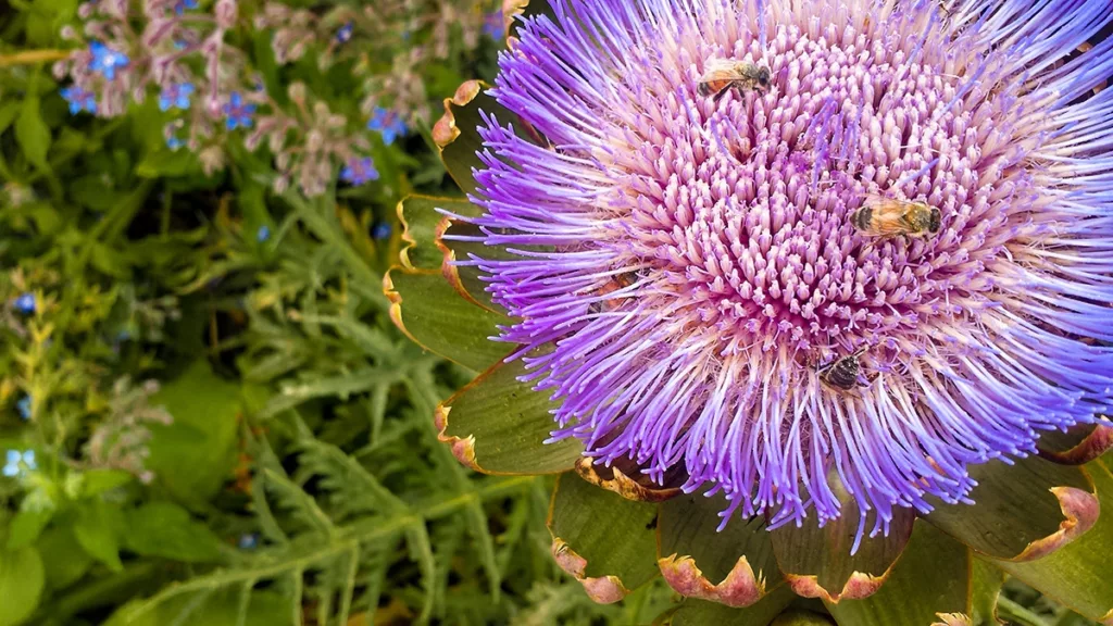A close up of a flowering artichoke in the edible garden at the Children's Museum of Sonoma County