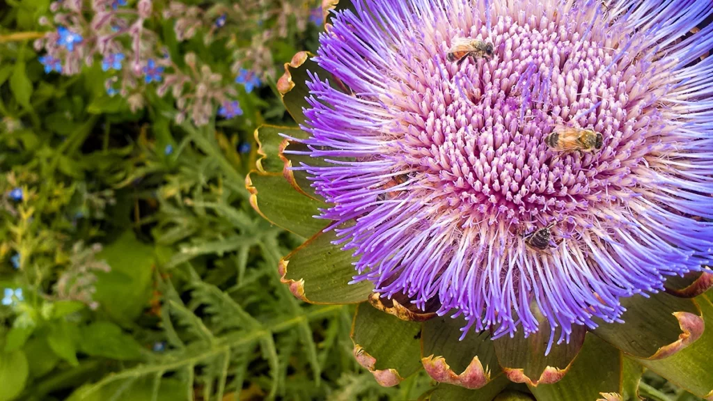 Primer plano de una alcachofa en flor en el jardín comestible del Museo Infantil del Condado de Sonoma.