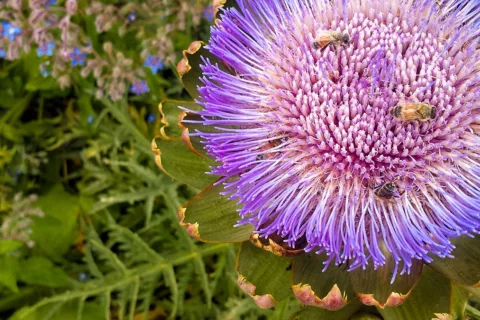 Primer plano de una alcachofa en flor en el jardín comestible del Museo Infantil del Condado de Sonoma.