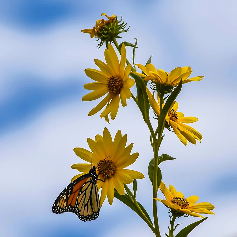 Girasol Maximilian con una mariposa monarca