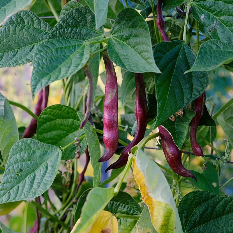 Scarlet Runner Beans