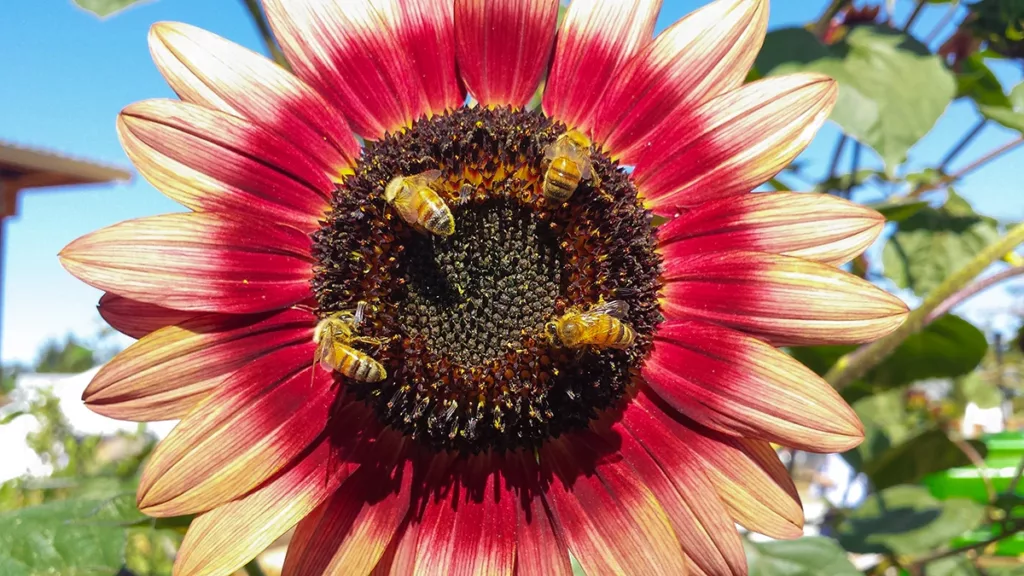 Cuatro abejas recolectan polen y néctar de un girasol rojo, naranja y amarillo brillante plantado en el jardín del Museo Infantil del Condado de Sonoma.