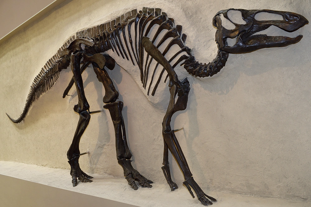 A fossilized skeleton of a Hadrosaur dinosaur on display at a museum