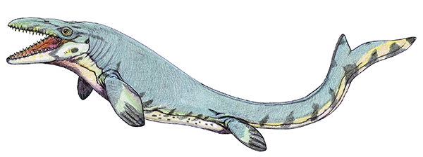 Digital rendering of a Mosasaurus marine reptile