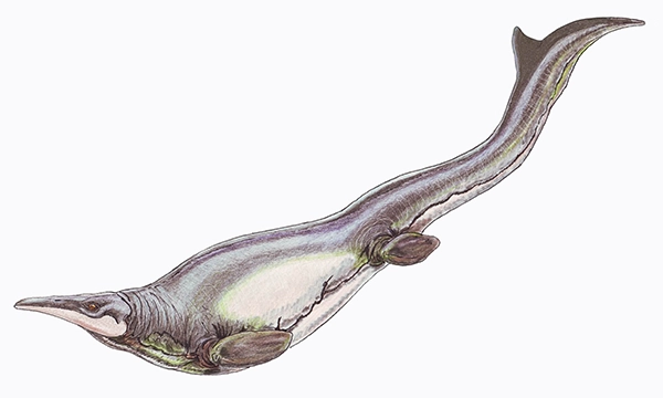 Digital rendering of a Plotosaurus marine reptile