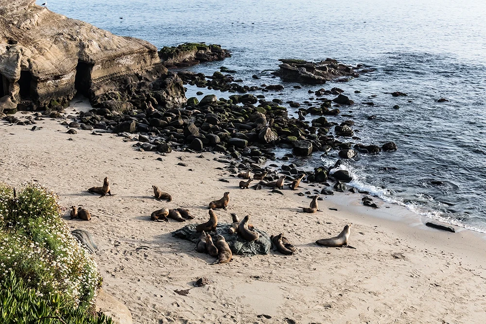 Leones marinos en la playa frente al océano en California.