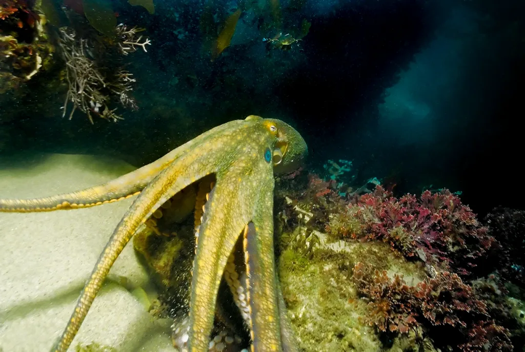 Un pulpo de anillos azules nadando frente a la costa de Port Hueneme, California, en el Océano Pacífico