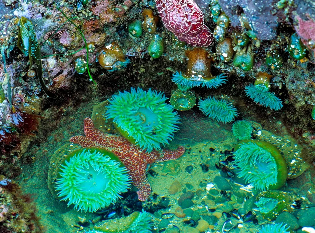 Estrellas de mar y diversas anémonas de mar en una poza de marea poco profunda