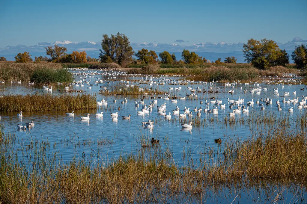 Una bandada de gansos blancos nadando en un pantano