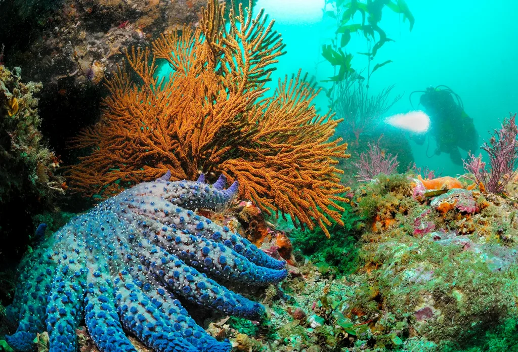 Un buzo avista una estrella de mar gigante entre las rocas de agua fría frente a la costa de California