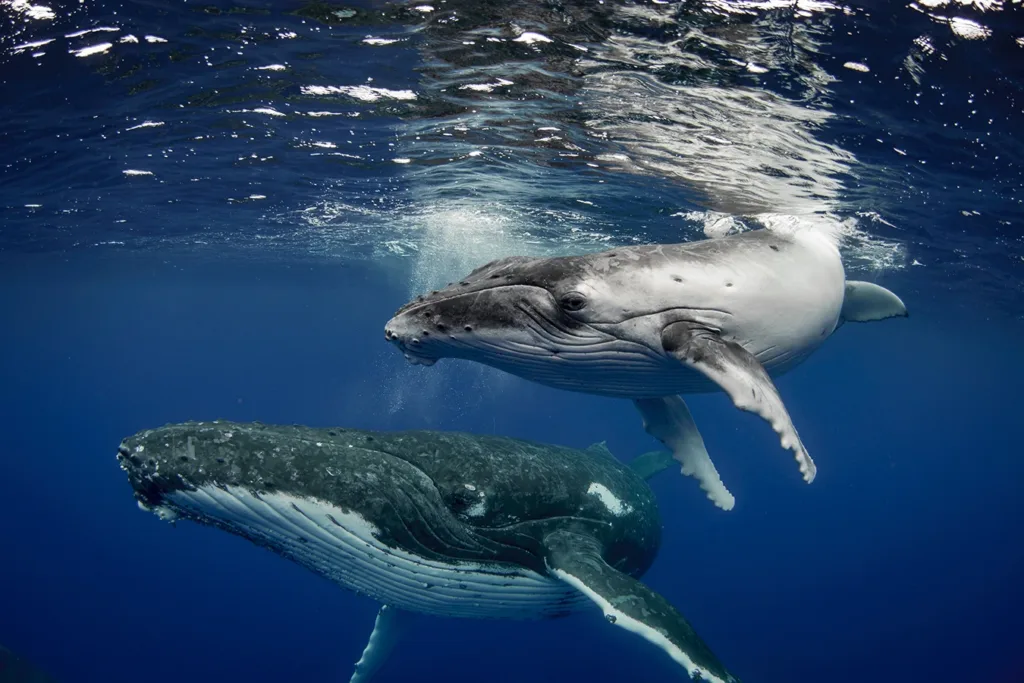 Una ballena jorobada hembra con su cría