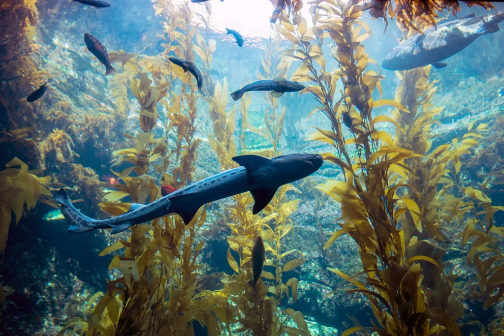 Un tiburón leopardo y diversas especies de peces, nadando en un bosque de algas marinas.